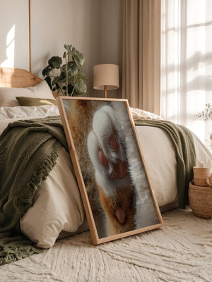 Katzenpfoten Nahaufnahme flauschig