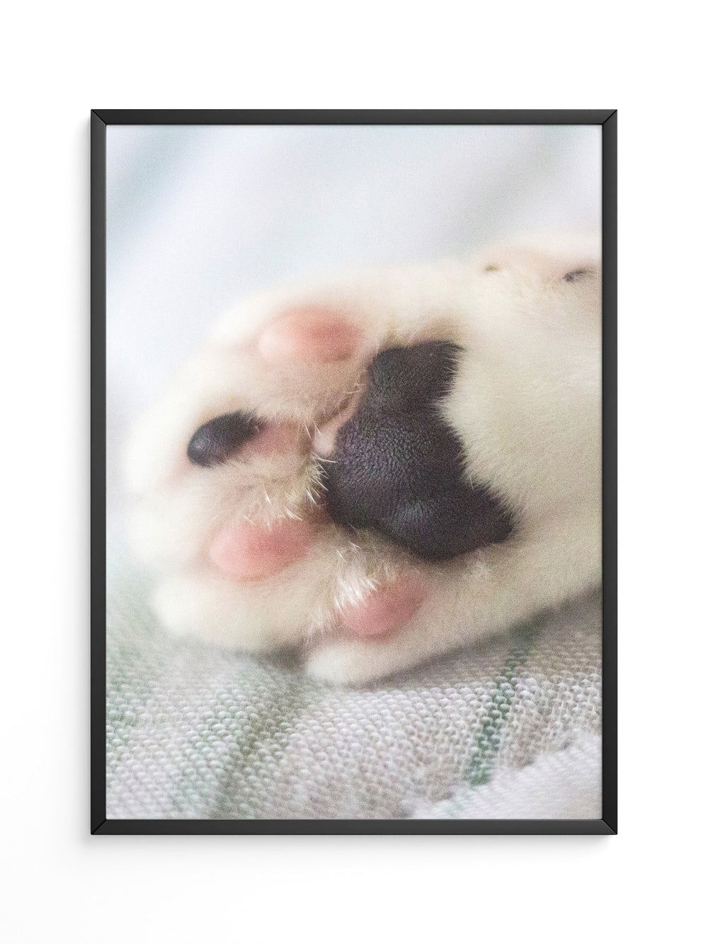 Hunde Pfote Nahaufnahme Pastell