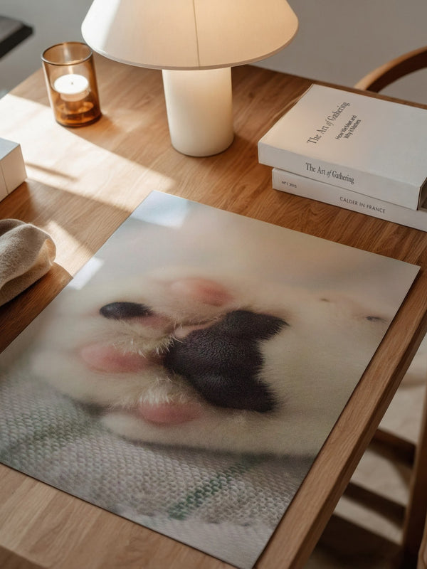 Hunde Pfote Nahaufnahme Pastell