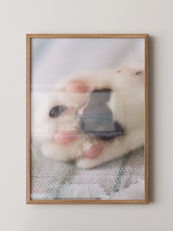 Hunde Pfote Nahaufnahme Pastell