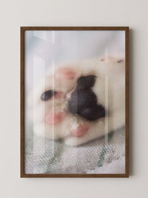 Hunde Pfote Nahaufnahme Pastell