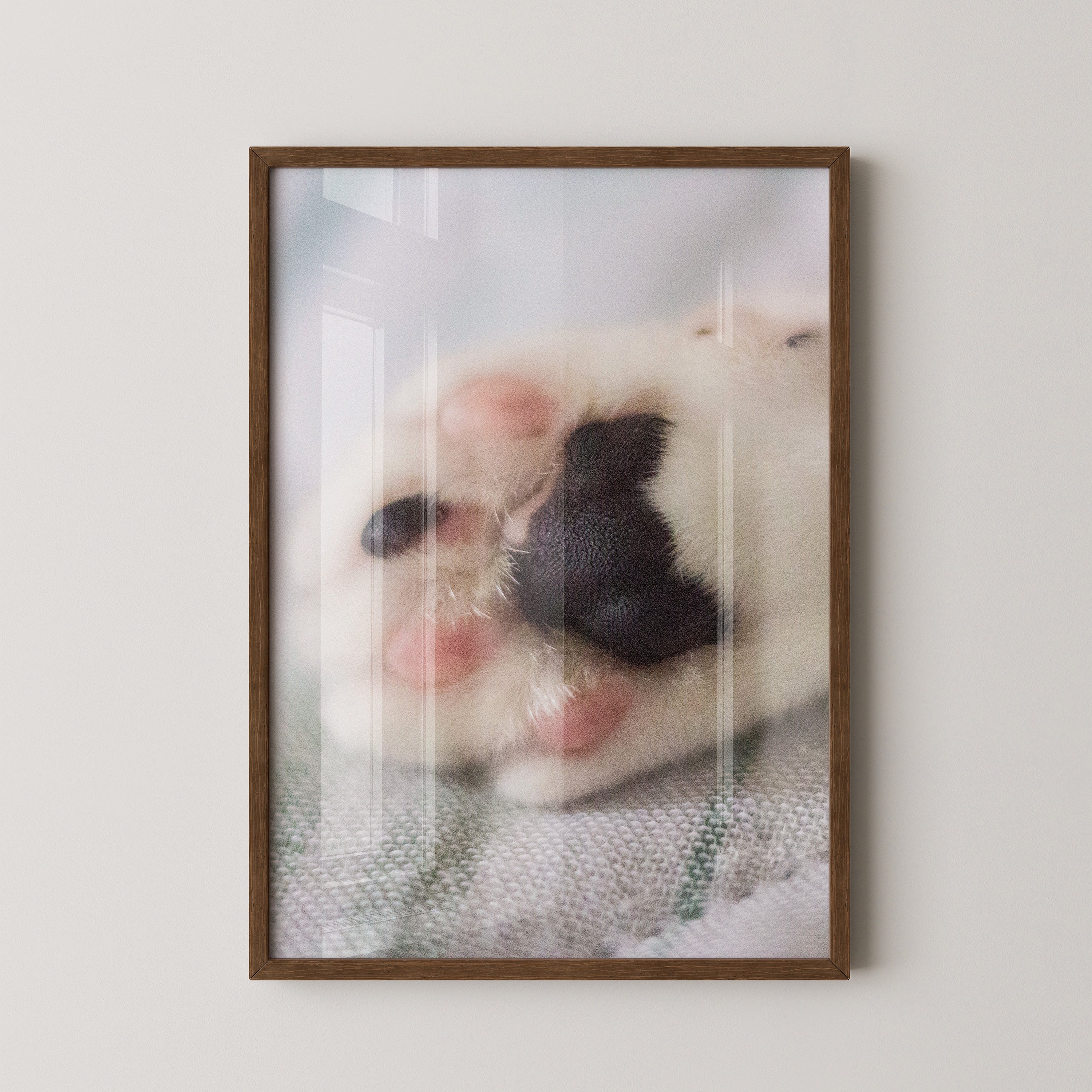 Hunde Pfote Nahaufnahme Pastell