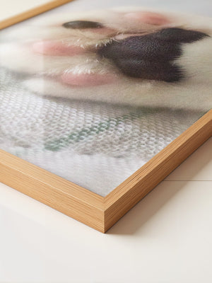 Hunde Pfote Nahaufnahme Pastell