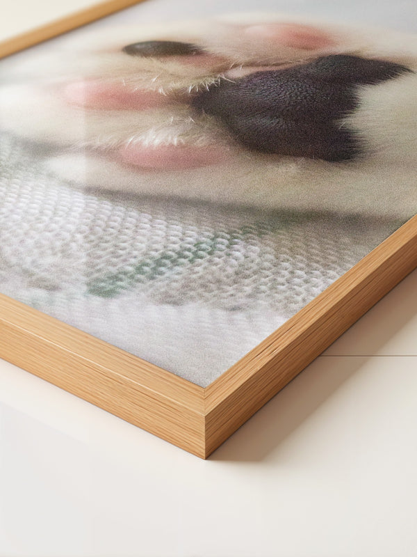 Hunde Pfote Nahaufnahme Pastell