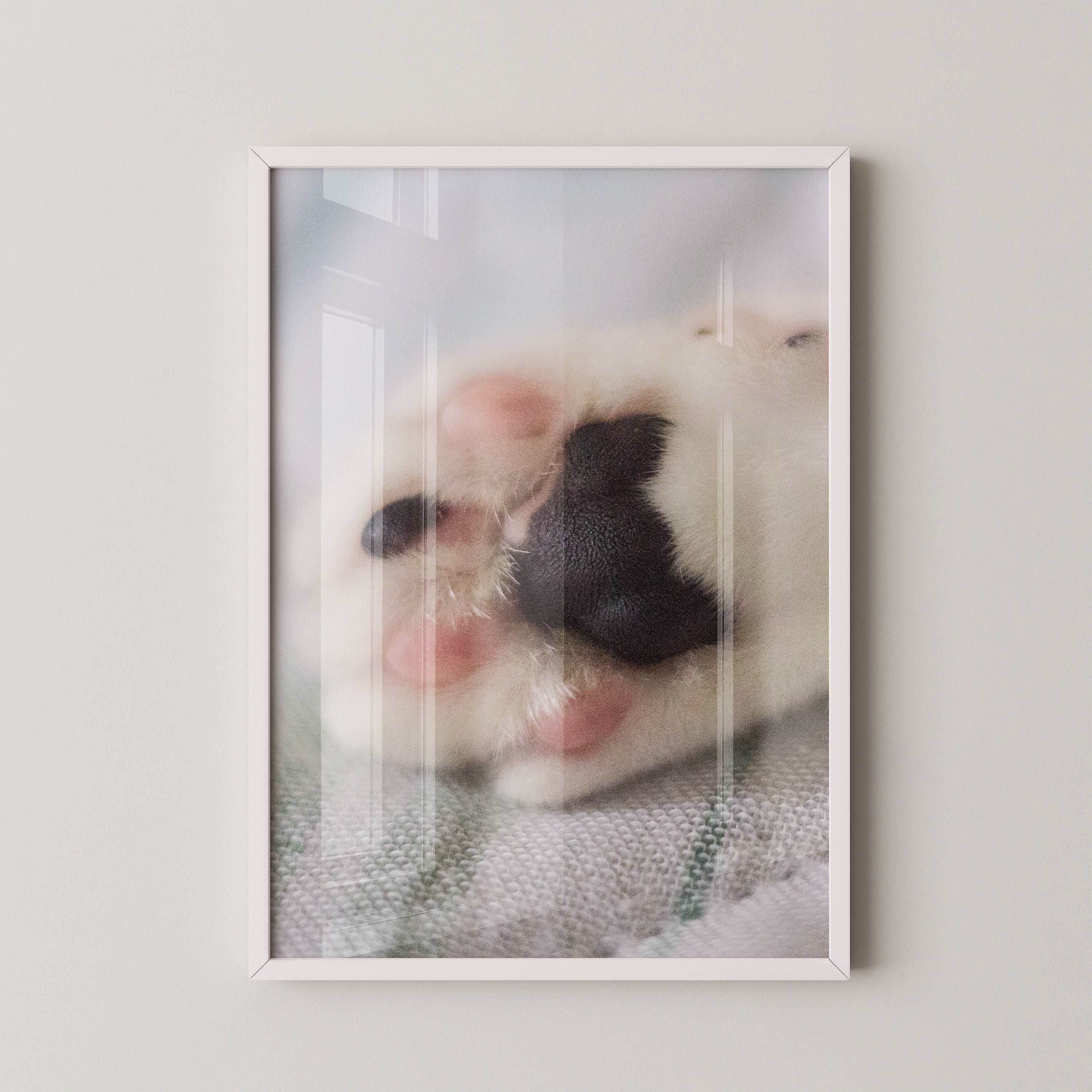 Hunde Pfote Nahaufnahme Pastell