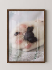 Hunde Pfote Nahaufnahme Pastell