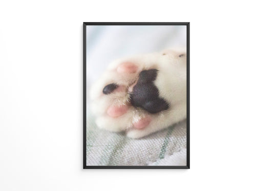 Hunde Pfote Nahaufnahme Pastell