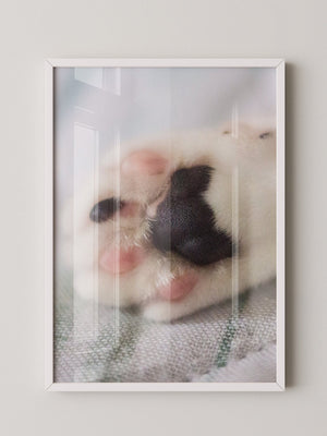 Hunde Pfote Nahaufnahme Pastell