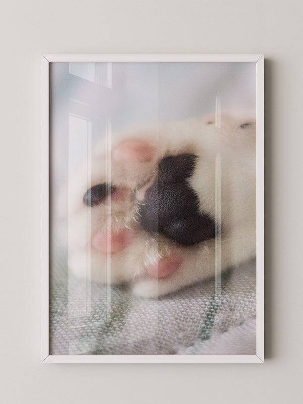 Hunde Pfote Nahaufnahme Pastell