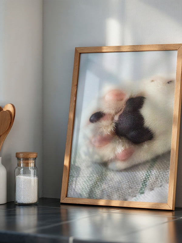 Hunde Pfote Nahaufnahme Pastell