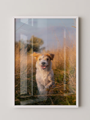 Hund im Sonnenschein Wiese