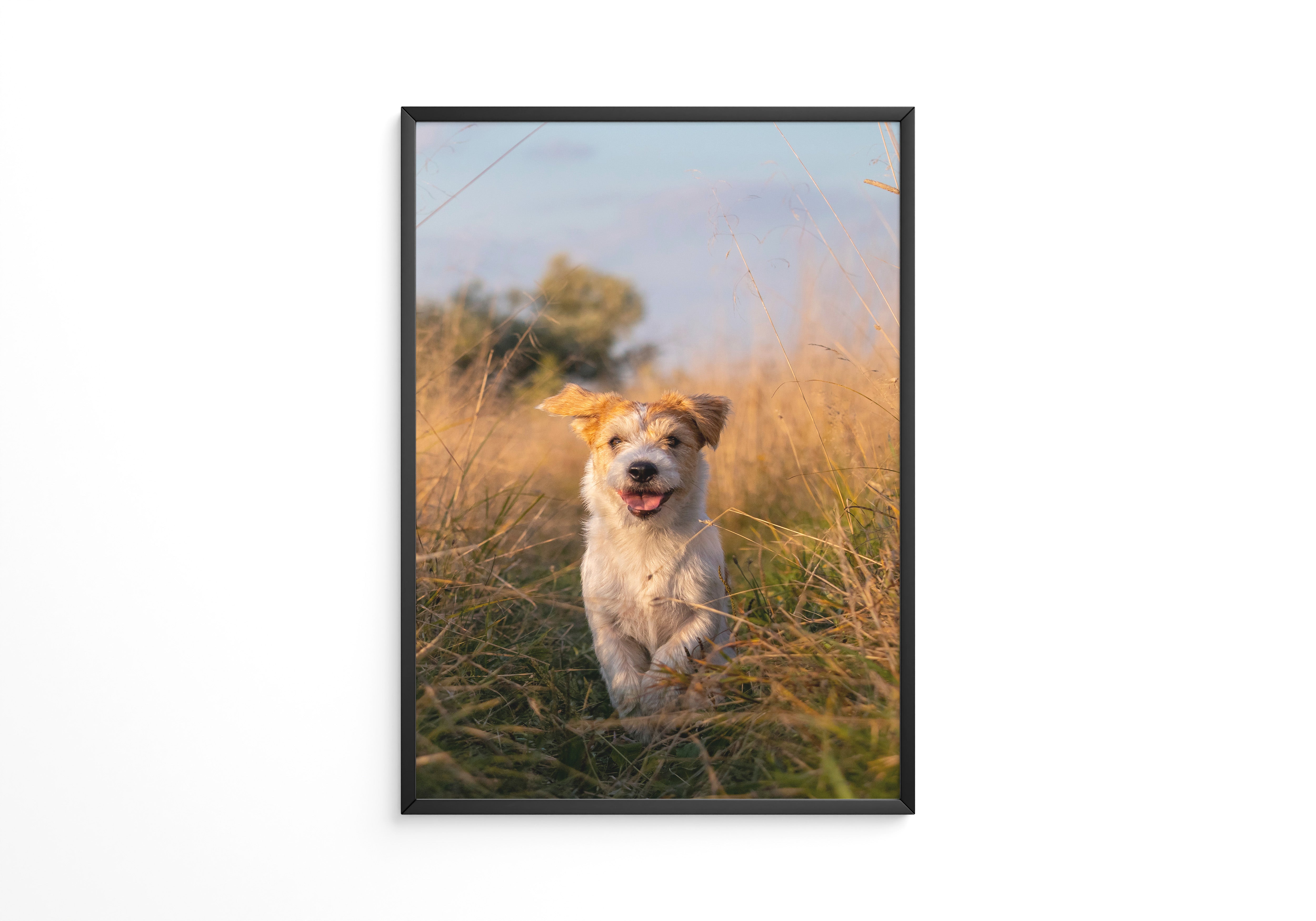 Hund im Sonnenschein Wiese