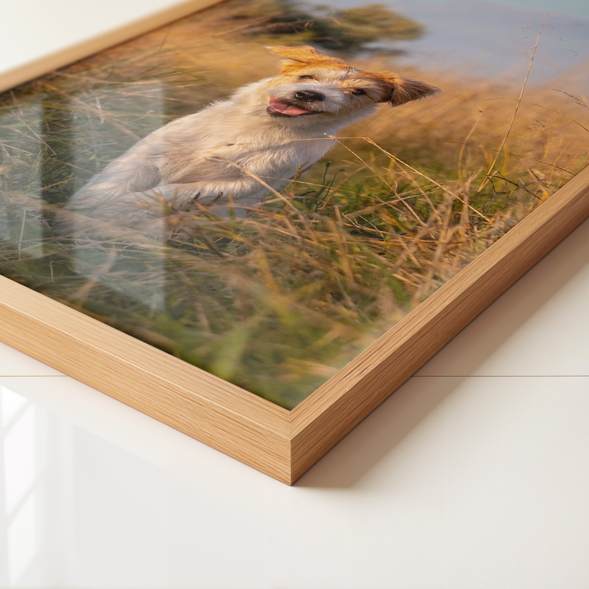 Hund im Sonnenschein Wiese