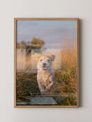 Hund im Sonnenschein Wiese