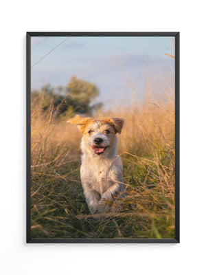 Hund im Sonnenschein Wiese