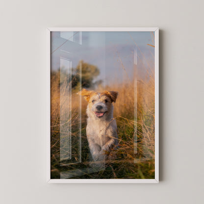 Hund im Sonnenschein Wiese