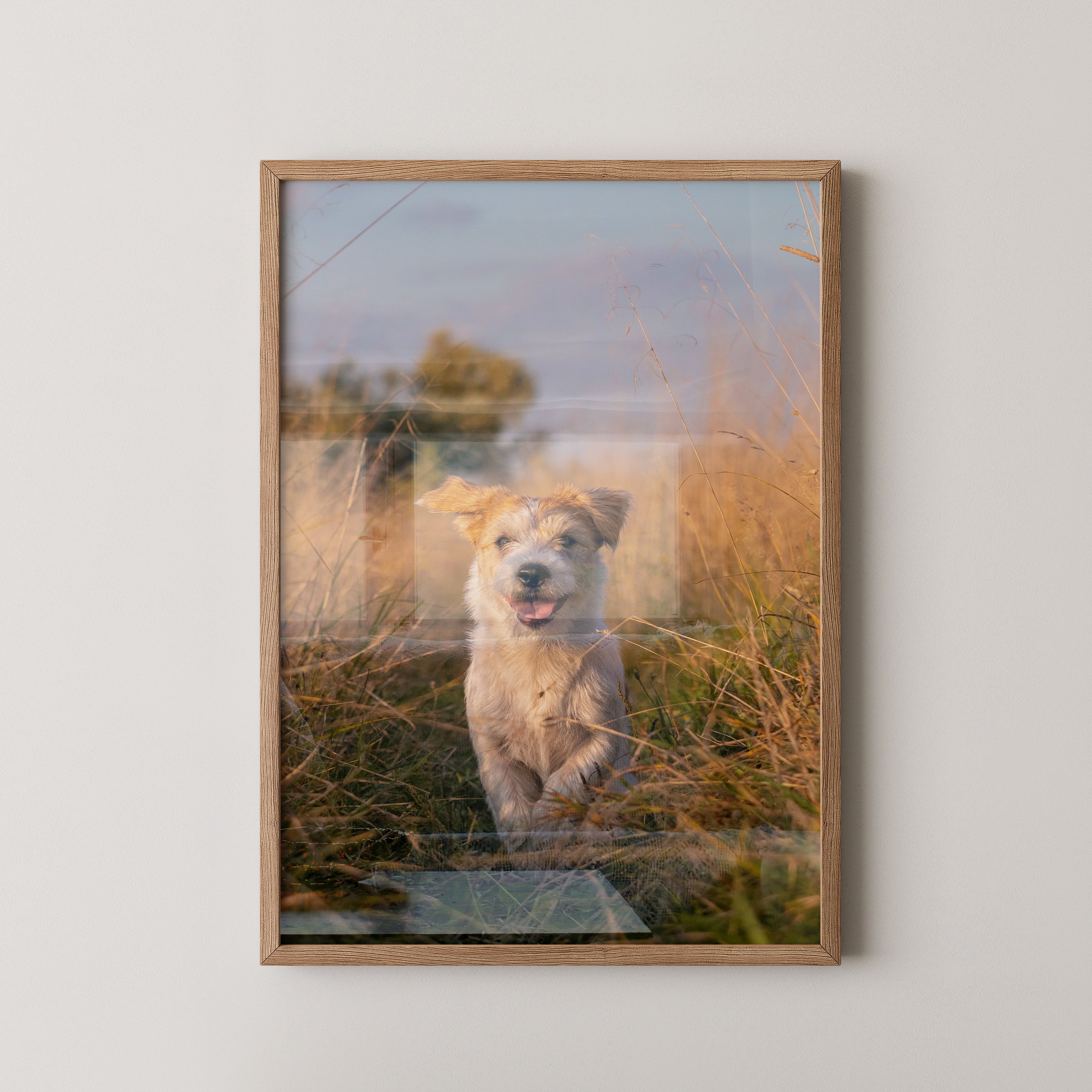 Hund im Sonnenschein Wiese