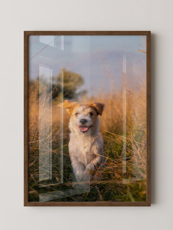 Hund im Sonnenschein Wiese