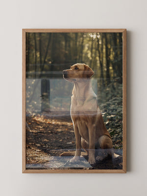 Hund Waldlicht Vintage