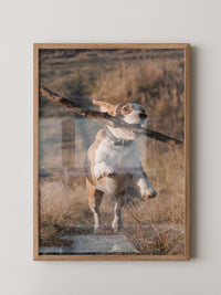 Hund mit Stock lebendig