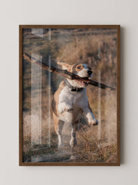 Hund mit Stock lebendig