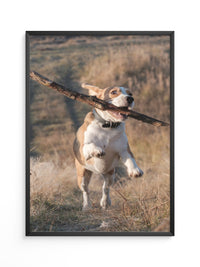 Hund mit Stock lebendig