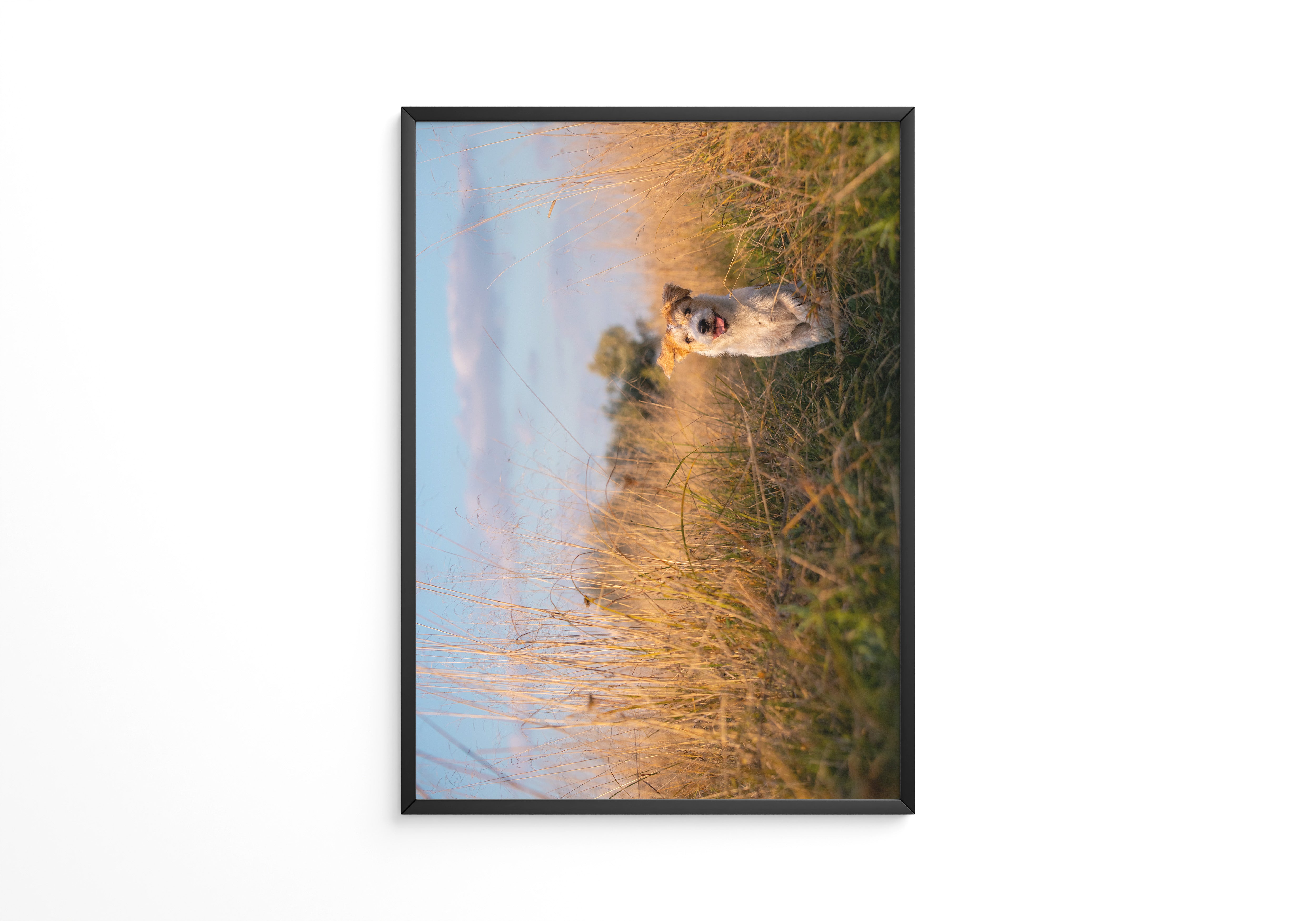 Hund im hohen Gras Sonnenuntergang