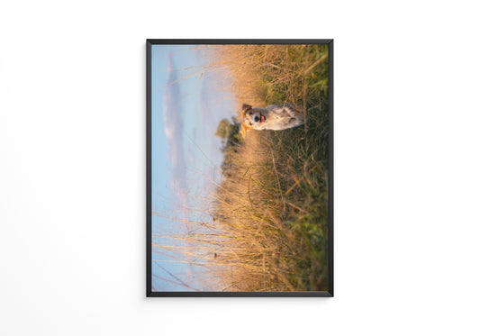 Hund im hohen Gras Sonnenuntergang