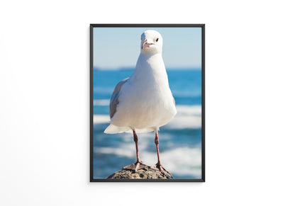 Möwe Küste Nahaufnahme