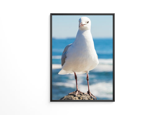 Möwe Küste Nahaufnahme