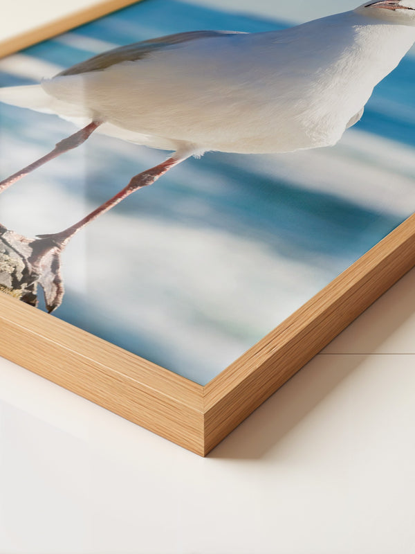 Möwe Küste Nahaufnahme