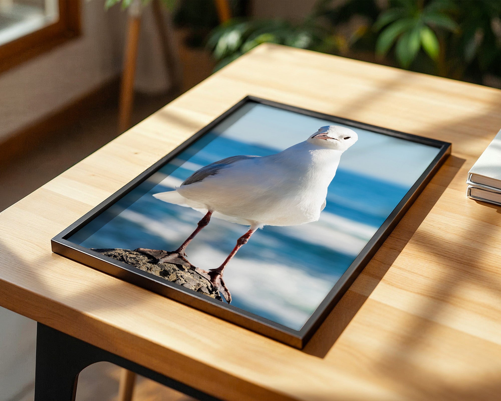 Möwe Küste Nahaufnahme