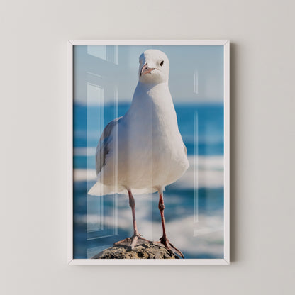 Möwe Küste Nahaufnahme