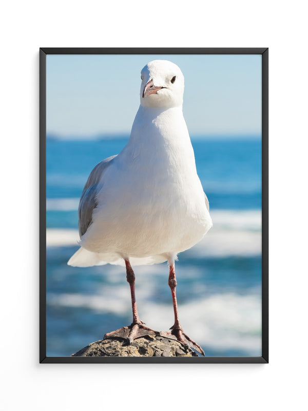 Möwe Küste Nahaufnahme
