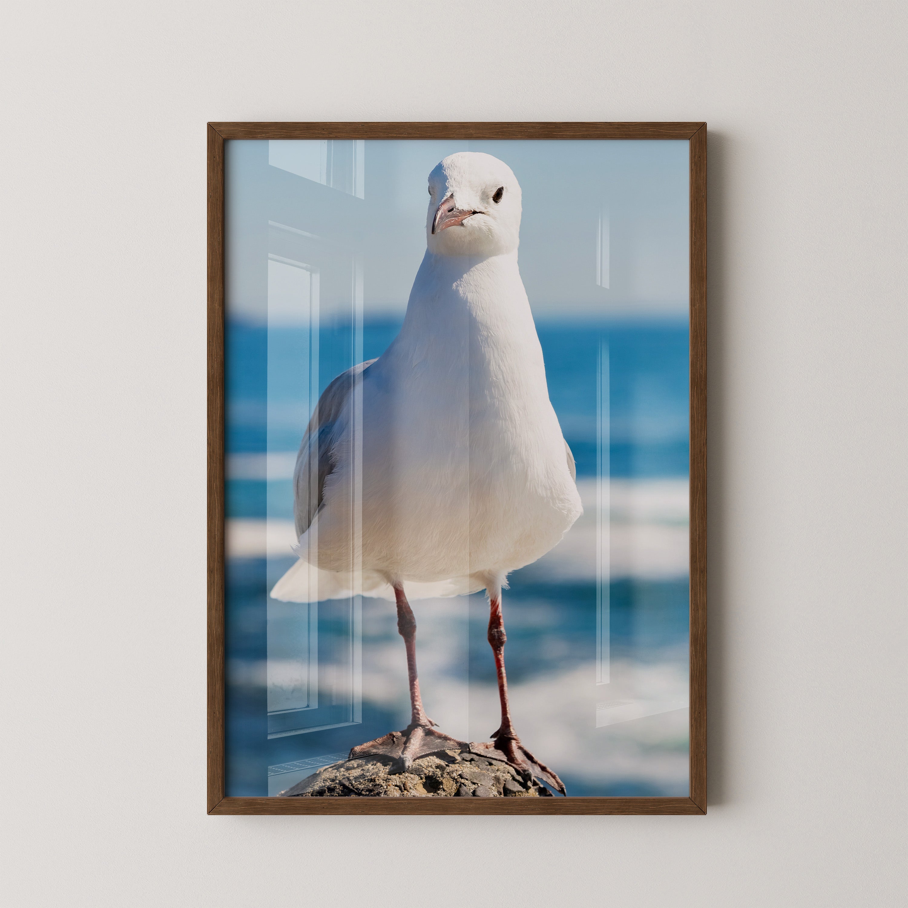 Möwe Küste Nahaufnahme