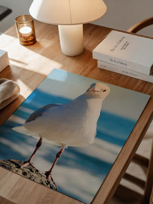 Möwe Küste Nahaufnahme