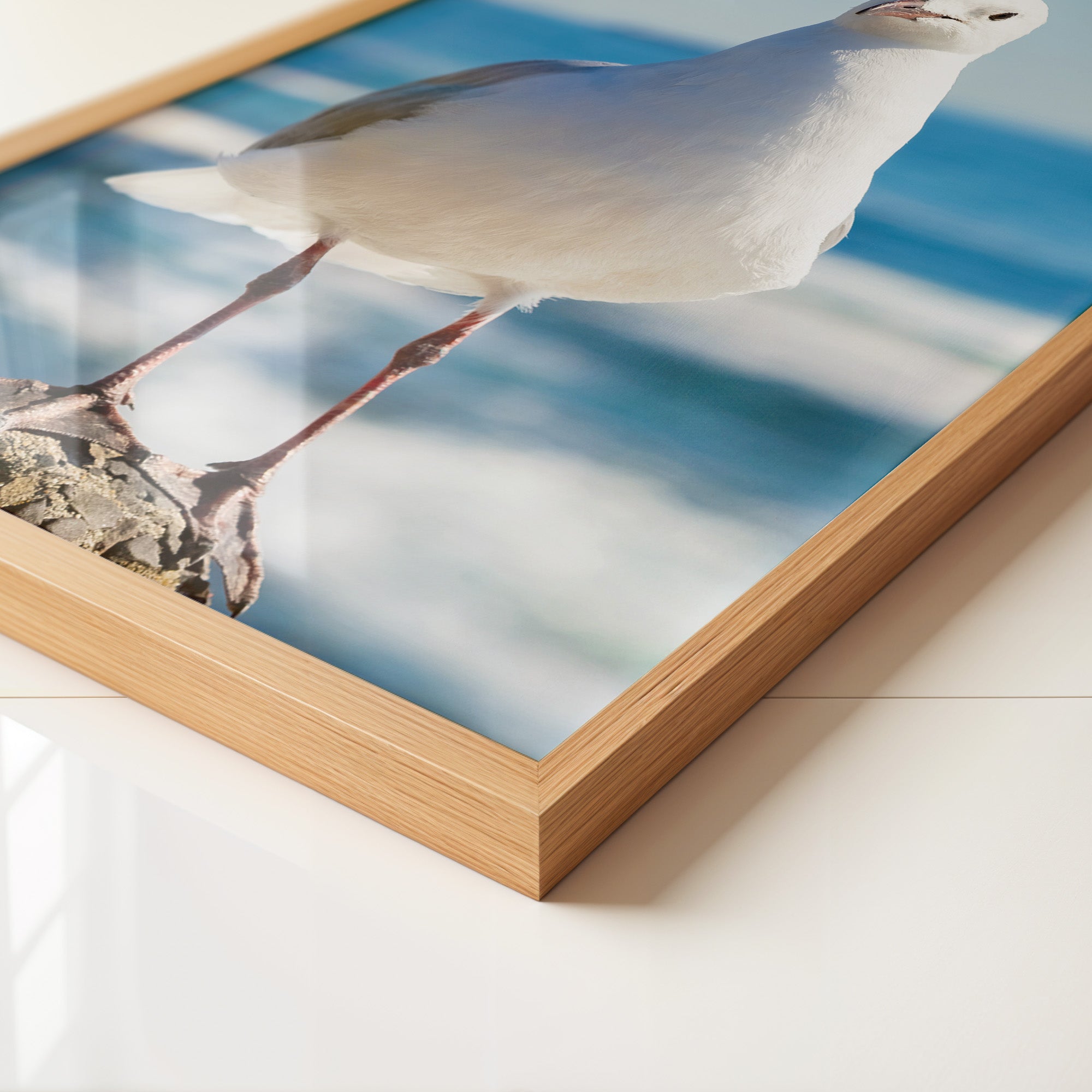 Möwe Küste Nahaufnahme