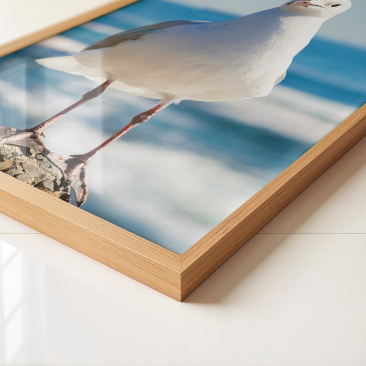 Möwe Küste Nahaufnahme