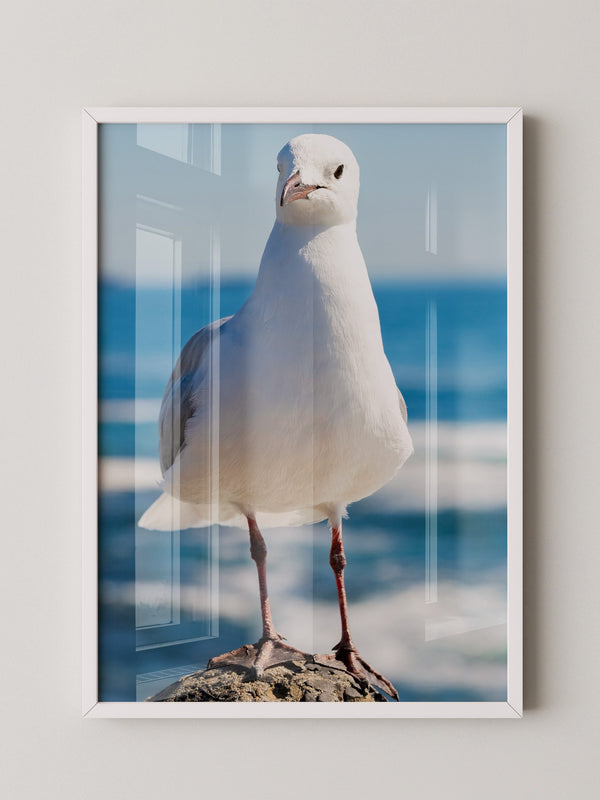 Möwe Küste Nahaufnahme