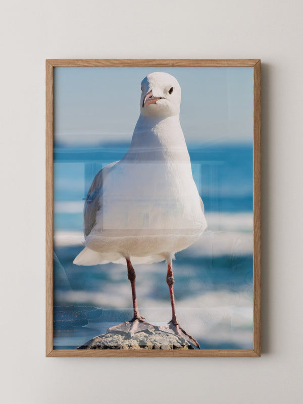 Möwe Küste Nahaufnahme