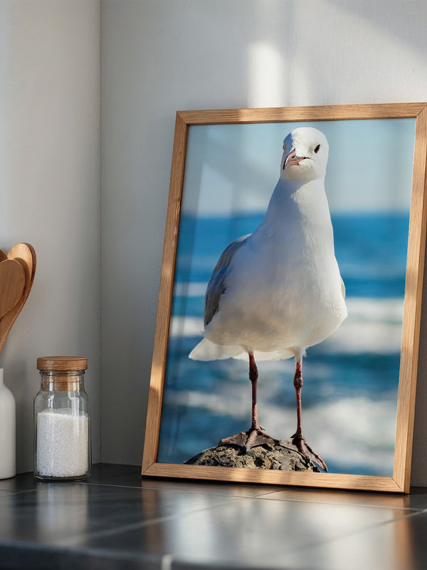 Möwe Küste Nahaufnahme