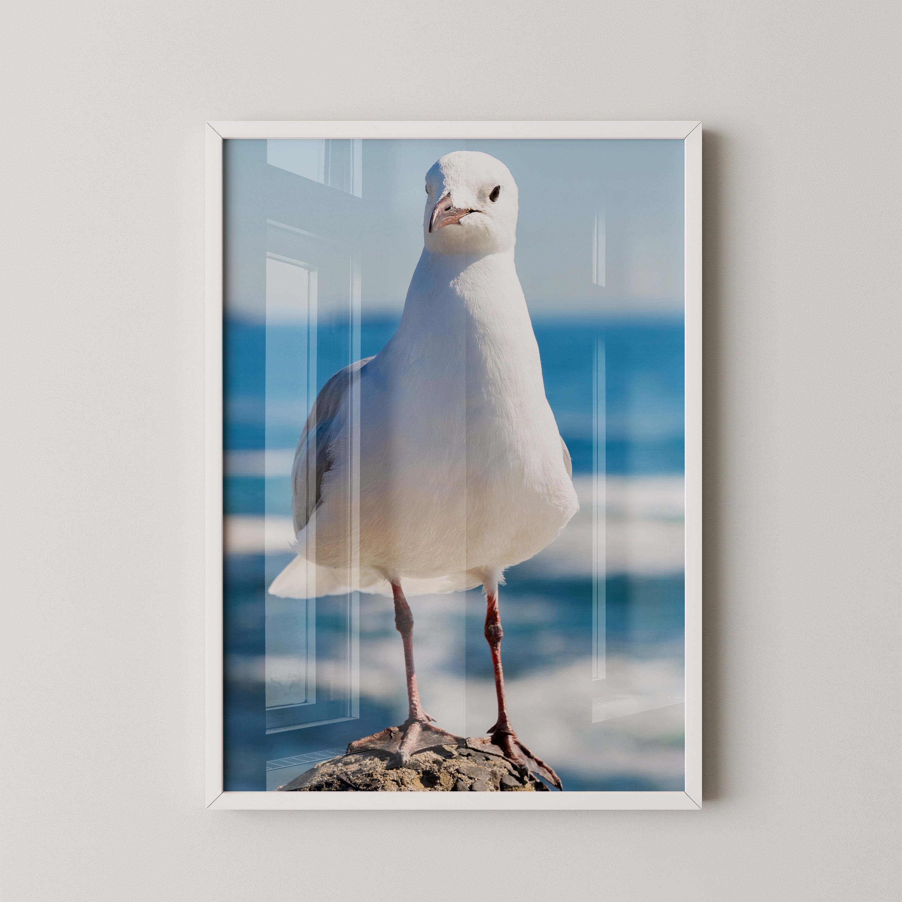 Möwe Küste Nahaufnahme