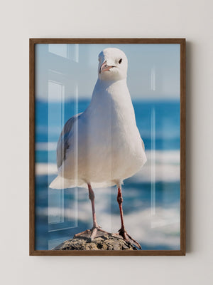 Möwe Küste Nahaufnahme