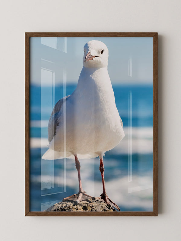 Möwe Küste Nahaufnahme