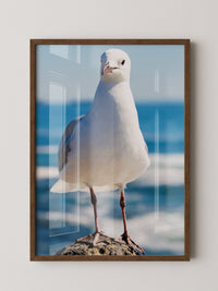 Möwe Küste Nahaufnahme