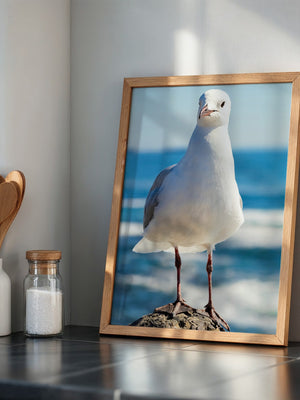 Möwe Küste Nahaufnahme