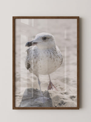 Möwe am Strand Naturfarbe