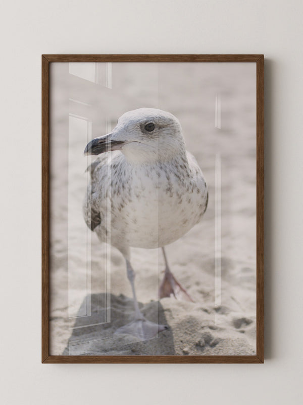 Möwe am Strand Naturfarbe