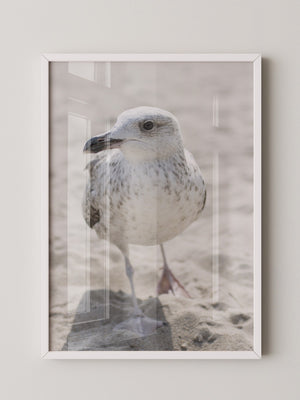 Möwe am Strand Naturfarbe