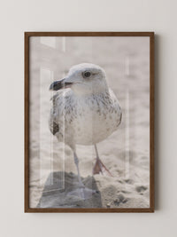 Möwe am Strand Naturfarbe